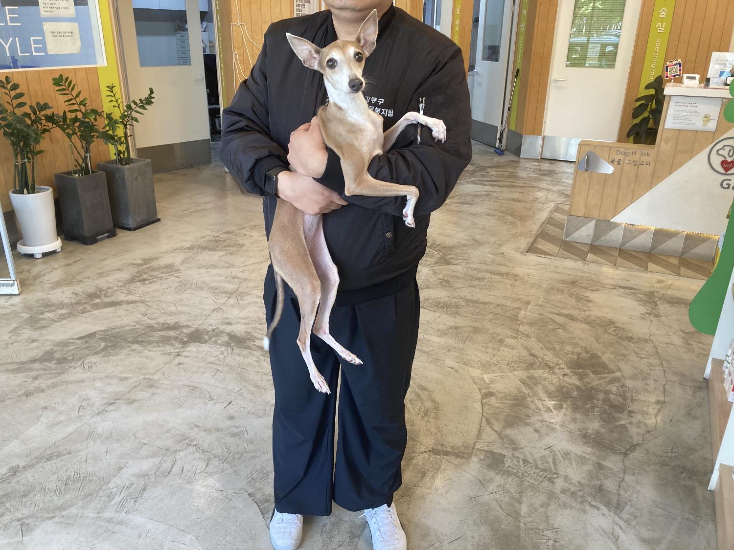 보호중 그레이 하운…